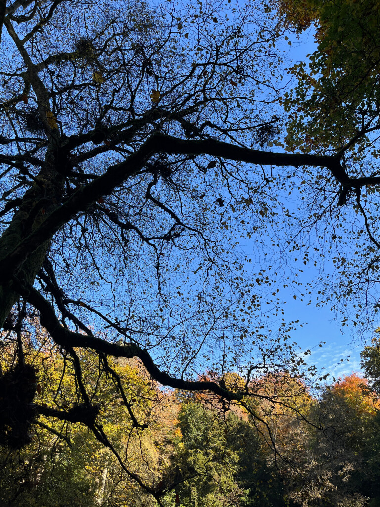 Tree, Wallington, Northumberland